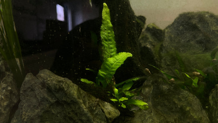 Trident Java Fern