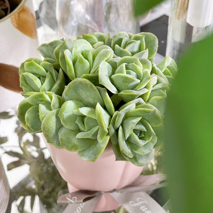 x Graptoveria 'Lovely Rose'