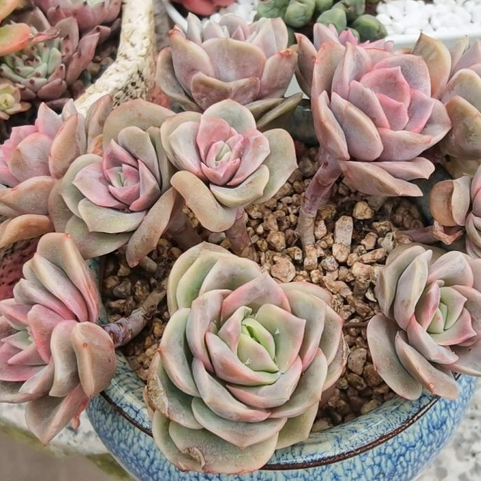 x Graptoveria 'Lovely Rose'