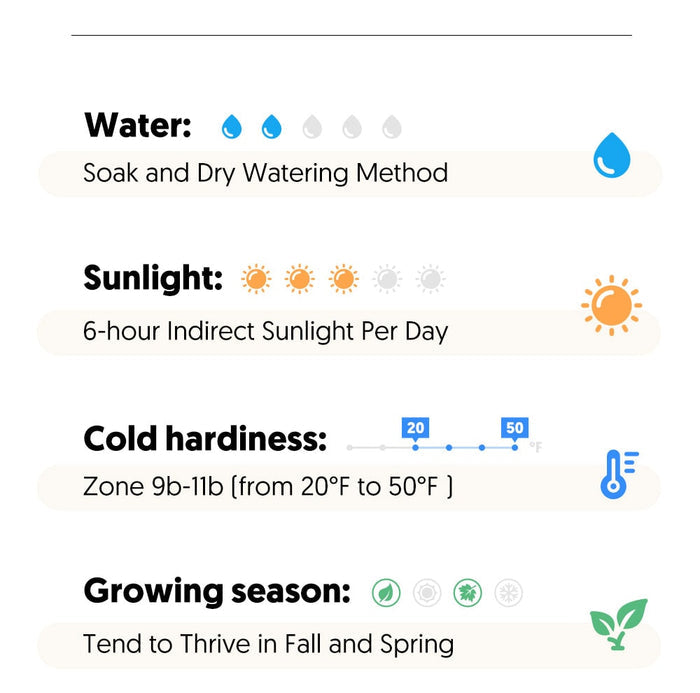 echeveria-lovely-rose-care-guide